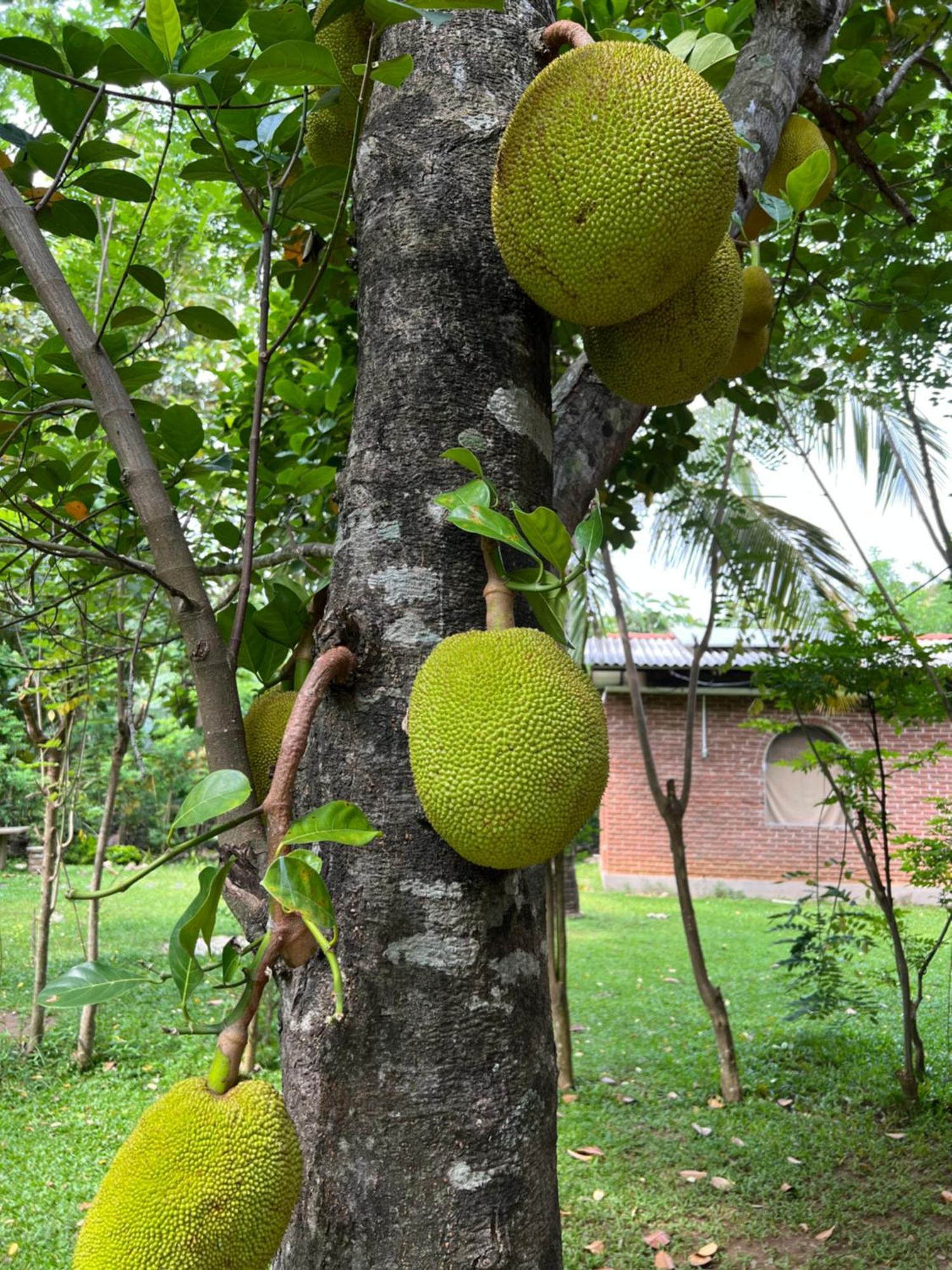 Sayon River Cottage & Eco Garden Monaragala Exterior photo