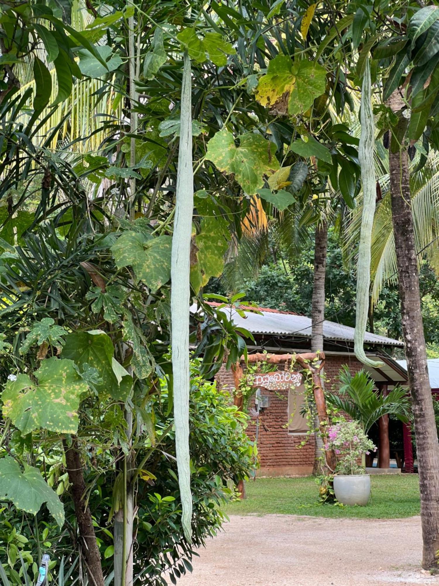 Sayon River Cottage & Eco Garden Monaragala Exterior photo